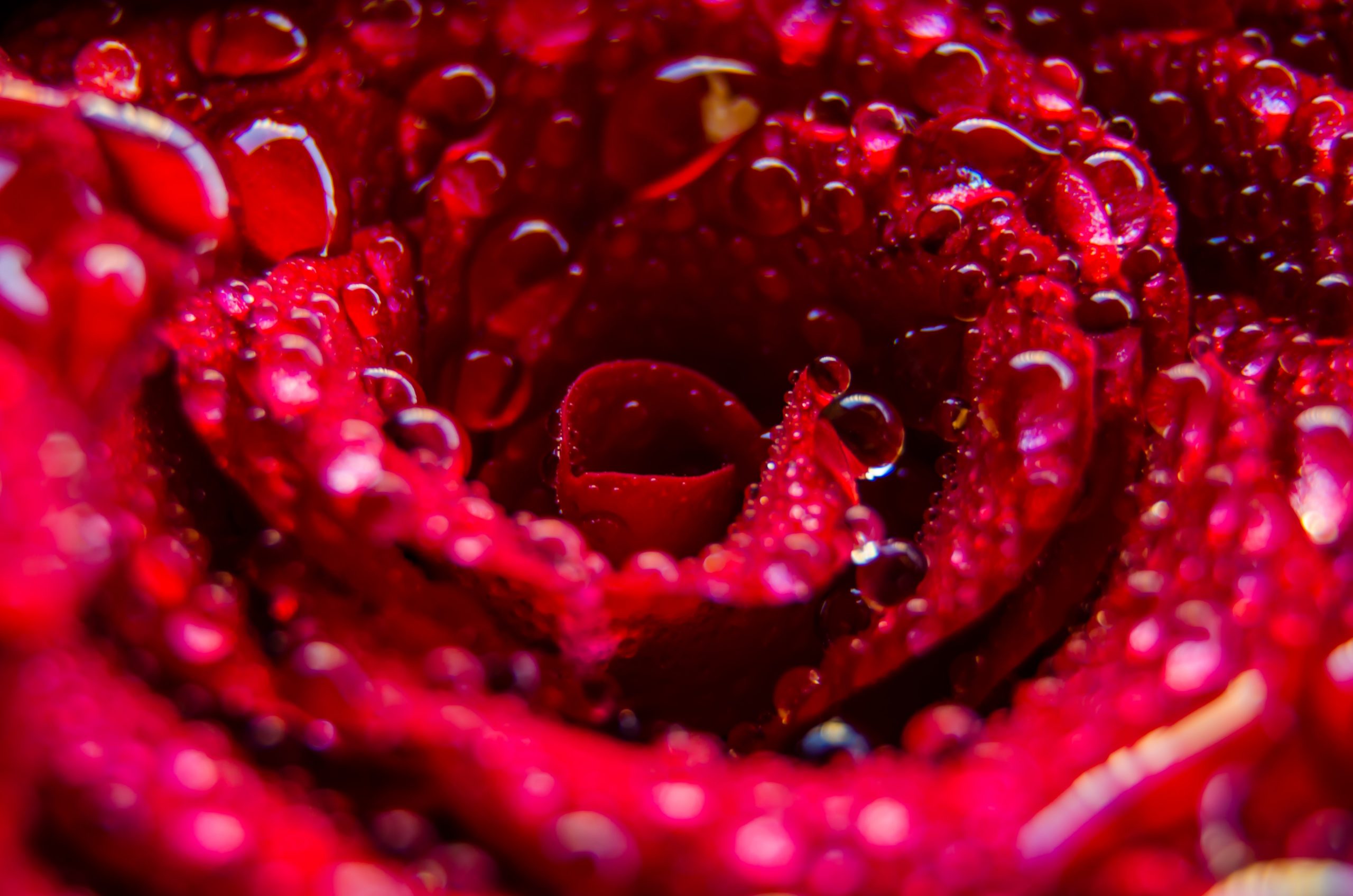 Close-up of a red rose
